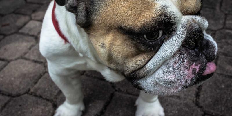 MPLS vs SD-WAN:网络架构的禅意平衡与后端技术选型之道